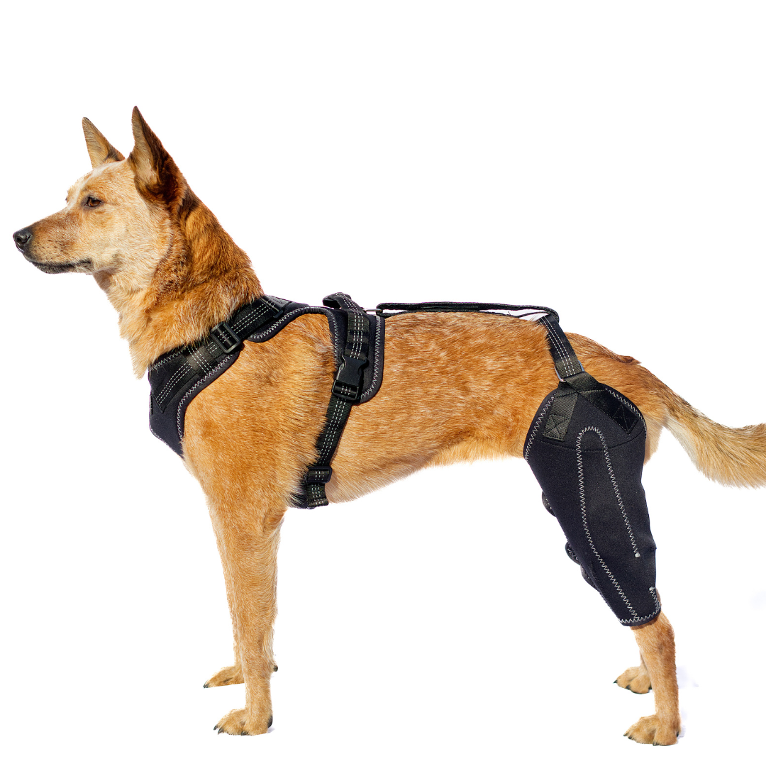 Harnais de genou pour chiens™