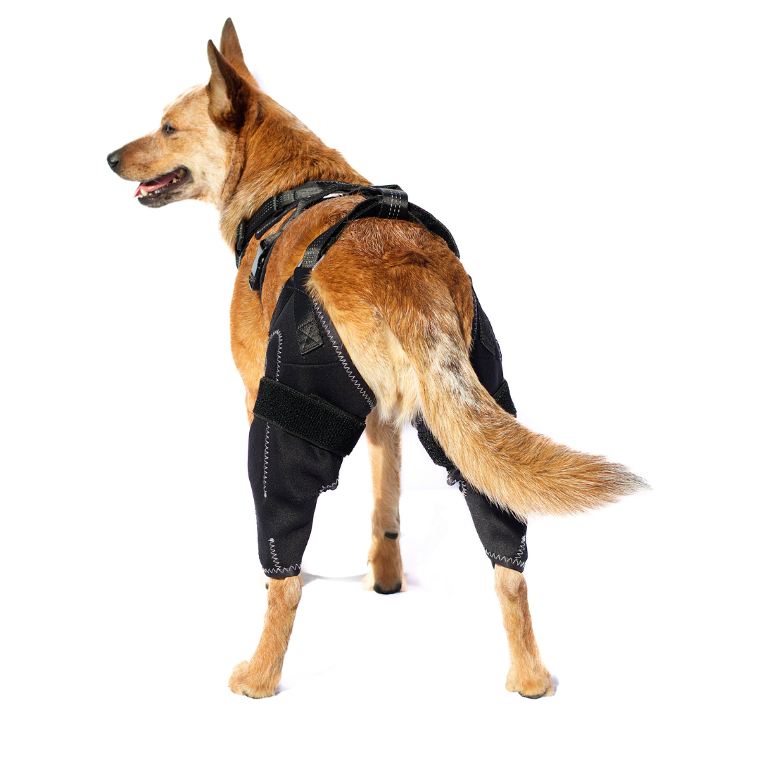 Harnais de genou pour chiens™